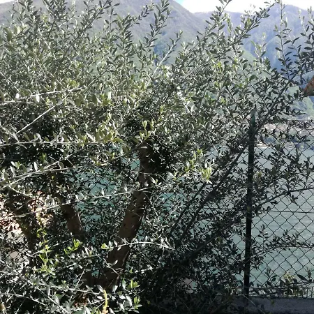 Plinio Pensionat Laglio